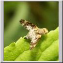 Oxyna parietina - Bohrfliege 02.jpg